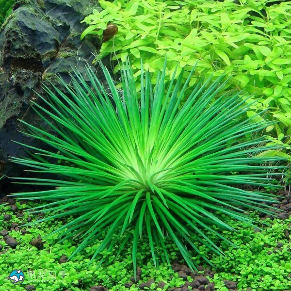 北极星谷精草-6