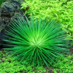 北极星谷精草-缩略图-6