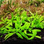 印度沟繁缕-缩略图-1