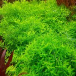 印度沟繁缕-缩略图-2