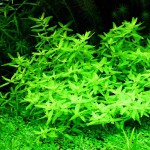 印度沟繁缕-缩略图-3