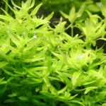 印度沟繁缕-缩略图-4