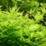 印度沟繁缕-缩略图-5