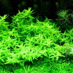 短柄沟繁缕-缩略图-1