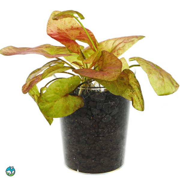 圣塔伦小可爱睡莲-1