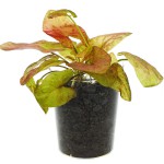 圣塔伦小可爱睡莲-缩略图-1