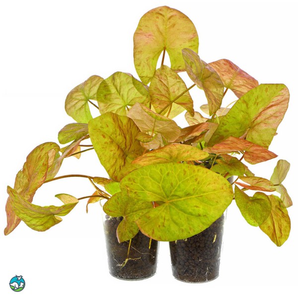 圣塔伦小可爱睡莲-2