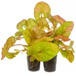 圣塔伦小可爱睡莲-缩略图-2