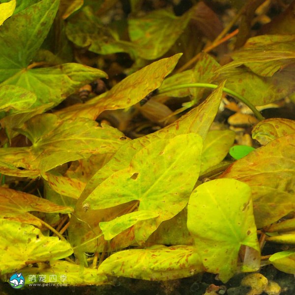 圣塔伦小可爱睡莲-3