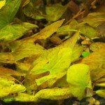 圣塔伦小可爱睡莲-缩略图-3