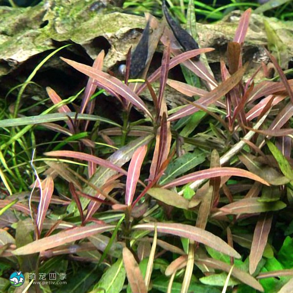 亚拉圭亚尖红水蓑衣-1