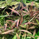 亚拉圭亚尖红水蓑衣-缩略图-1