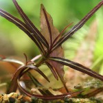 亚拉圭亚尖红水蓑衣-缩略图-2