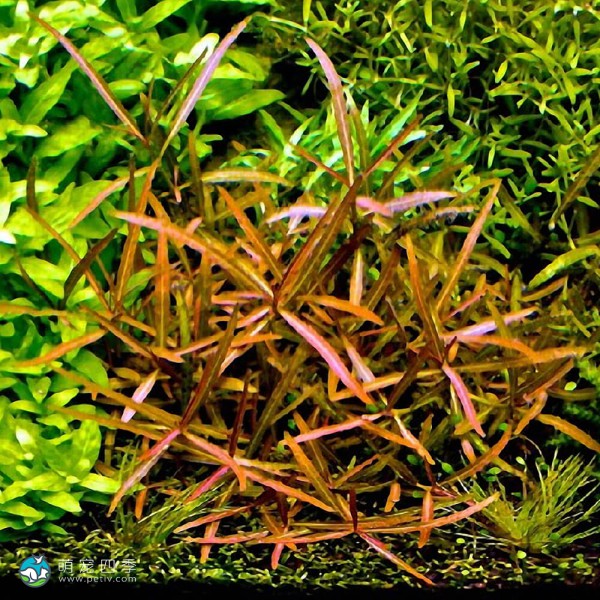 亚拉圭亚尖红水蓑衣-3