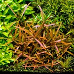 亚拉圭亚尖红水蓑衣-缩略图-3