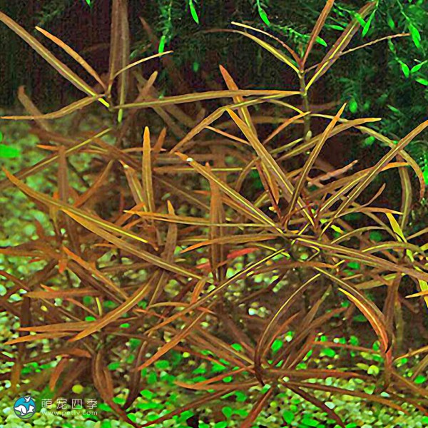 亚拉圭亚尖红水蓑衣-4