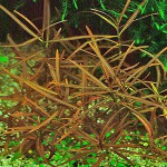 亚拉圭亚尖红水蓑衣-缩略图-4