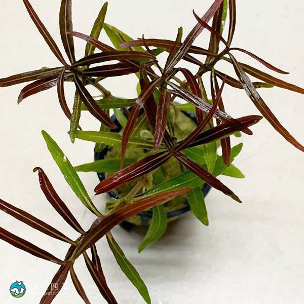 亚拉圭亚尖红水蓑衣-5