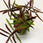 亚拉圭亚尖红水蓑衣-缩略图-5