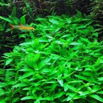 南美叉柱花-缩略图-1