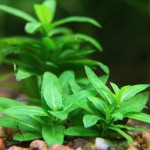 南美叉柱花-缩略图-2