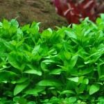 南美叉柱花-缩略图-3