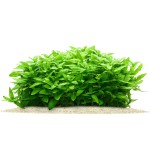 南美叉柱花-缩略图-4