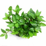 南美叉柱花-缩略图-5