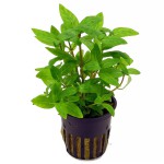 南美叉柱花-缩略图-6