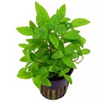 南美叉柱花-缩略图-7