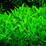 南美叉柱花-缩略图-8