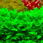 南美叉柱花-缩略图-9