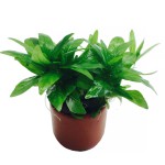 南美叉柱花-缩略图-10