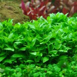 南美叉柱花-缩略图-11