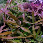 棕叉柱花-缩略图-2