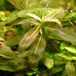 棕叉柱花-缩略图-3