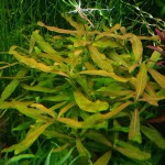 棕叉柱花-缩略图-4