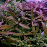 棕叉柱花-缩略图-5