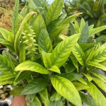 矮生叉柱花-缩略图-1