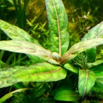 矮生叉柱花-缩略图-2