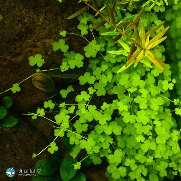 迷你三裂天胡荽-1