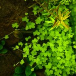 迷你三裂天胡荽-缩略图-1