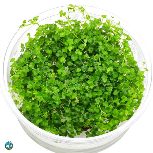 迷你三裂天胡荽-2