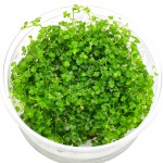 迷你三裂天胡荽-缩略图-2