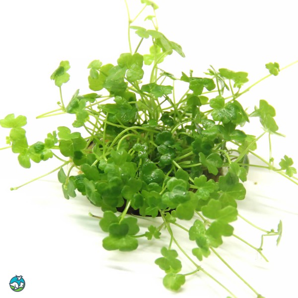 迷你三裂天胡荽-3