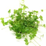 迷你三裂天胡荽-缩略图-3