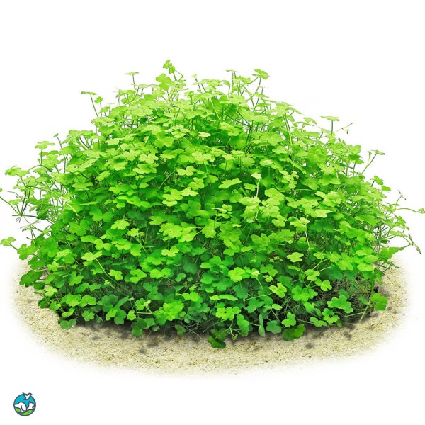 迷你三裂天胡荽-4