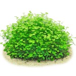 迷你三裂天胡荽-缩略图-4