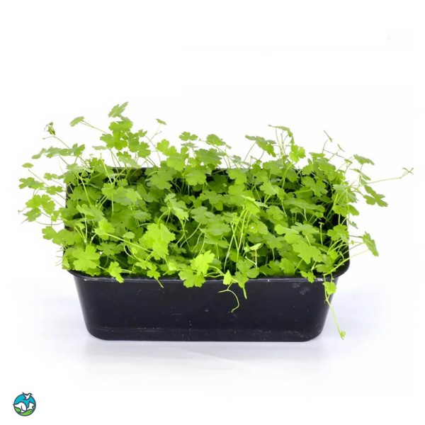迷你三裂天胡荽-5