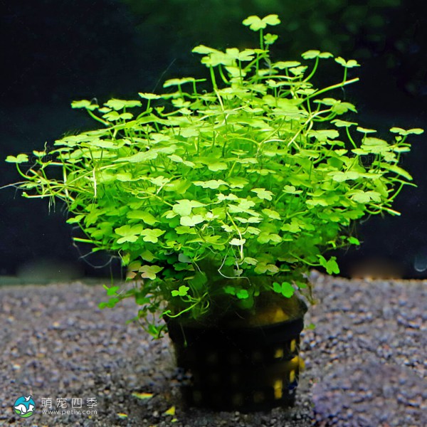 迷你三裂天胡荽-6